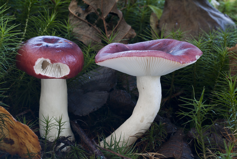 Russula atrorubens